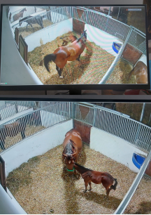 At Çiftliği Kamera Sistemi