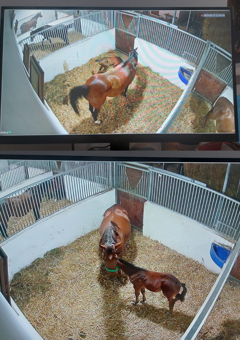 At Çiftliği Kamera Sistemi